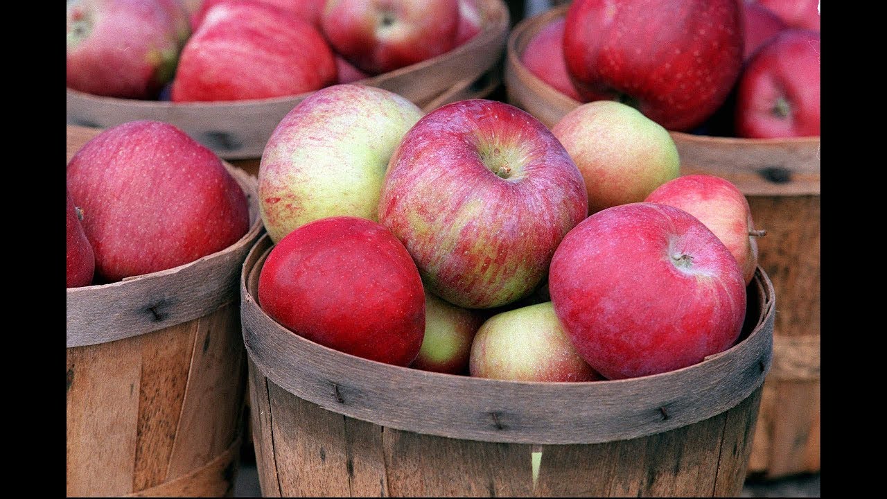 Apple harvest dates for 2018