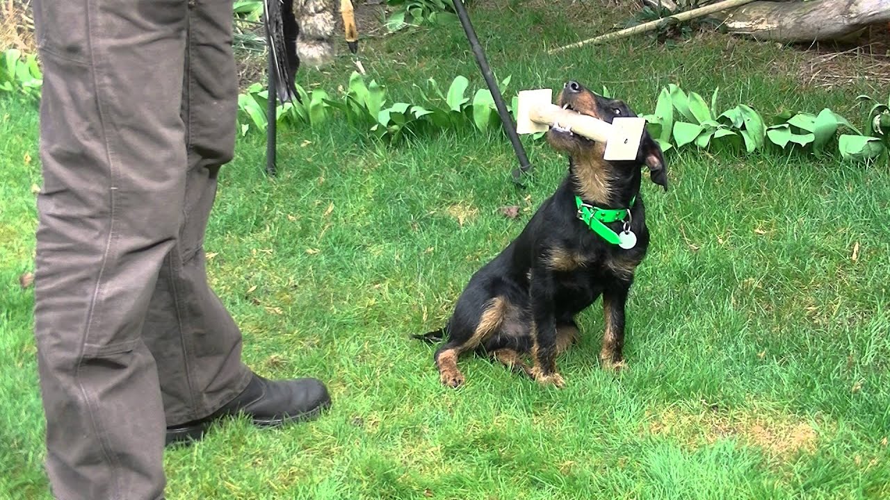 Apport 2 Deutscher Jagdterrier
