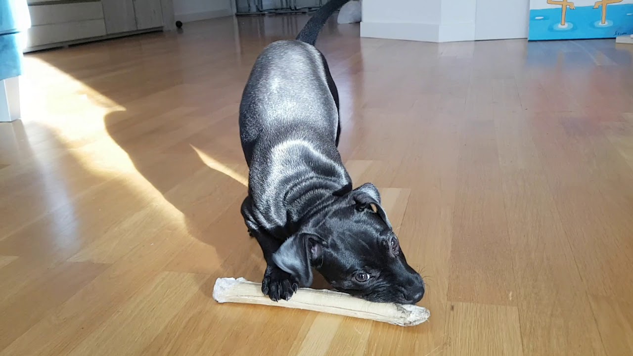 APPORT and RELEASE training pup - Patterdale BSL's Estacado 2 months old - play and learn terrier