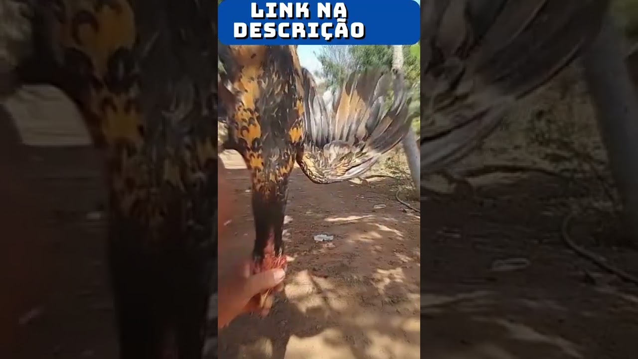 [APRENDA🔪!!!]MATAR frango caipira #shorts(se TIVER  DO NÃO  VEJA)