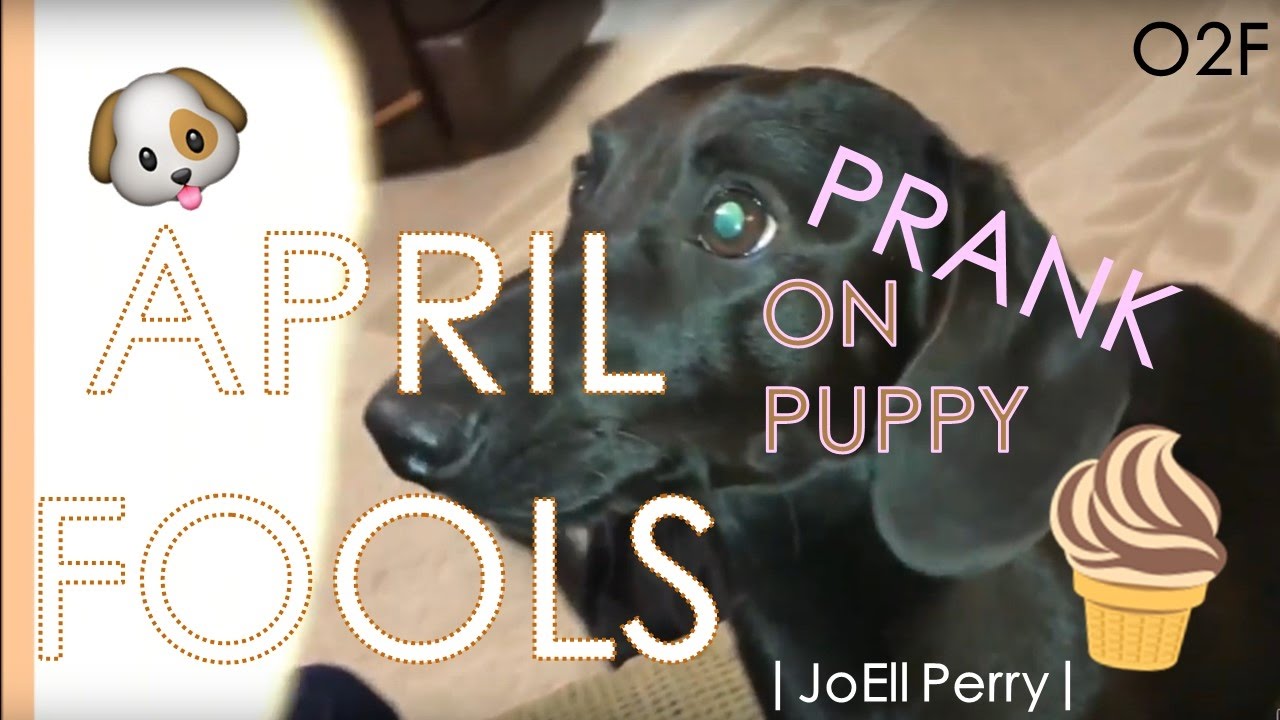APRIL FOOLS PRANK ON PUPPY |JoEll Perry|