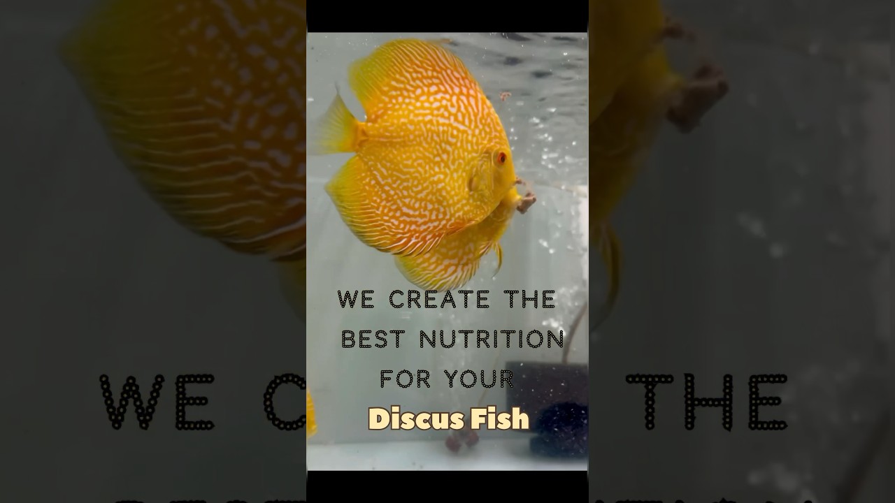 Aqua Nutrition (Premium Frozen Fish Food) #shorts #discusfishfood #madeinindia #ytshorts #discus