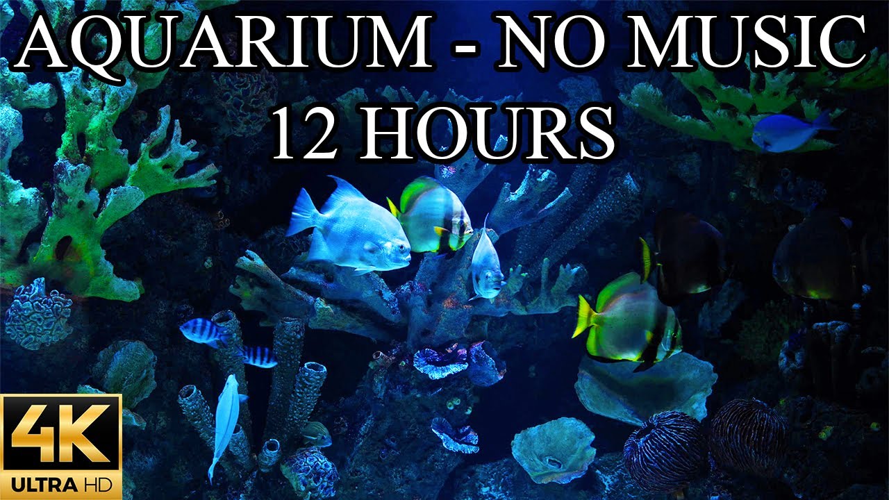 AQUARIUM 4K Coral Reef 4K Aquarium No Music No Ads - 12 Hours | Aquarium Sounds For Sleeping