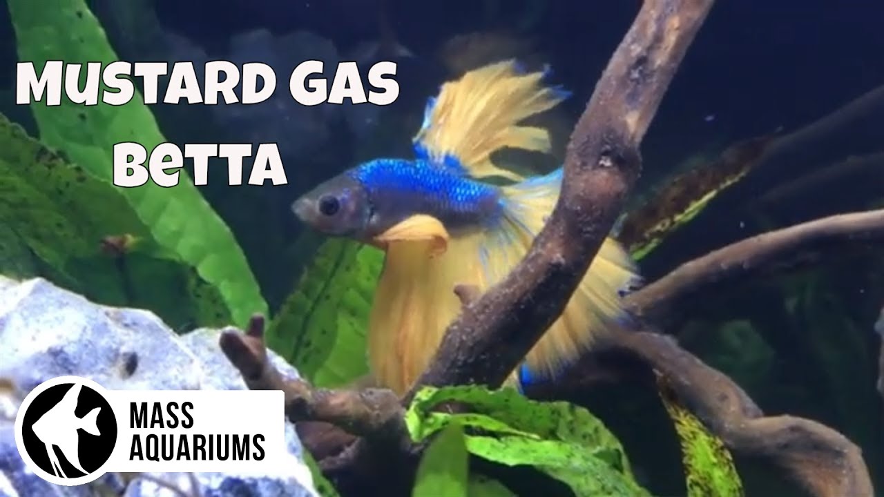 Aquascaping a FLUVAL SPEC V for my new NEW Mustard Gas Betta Fish
