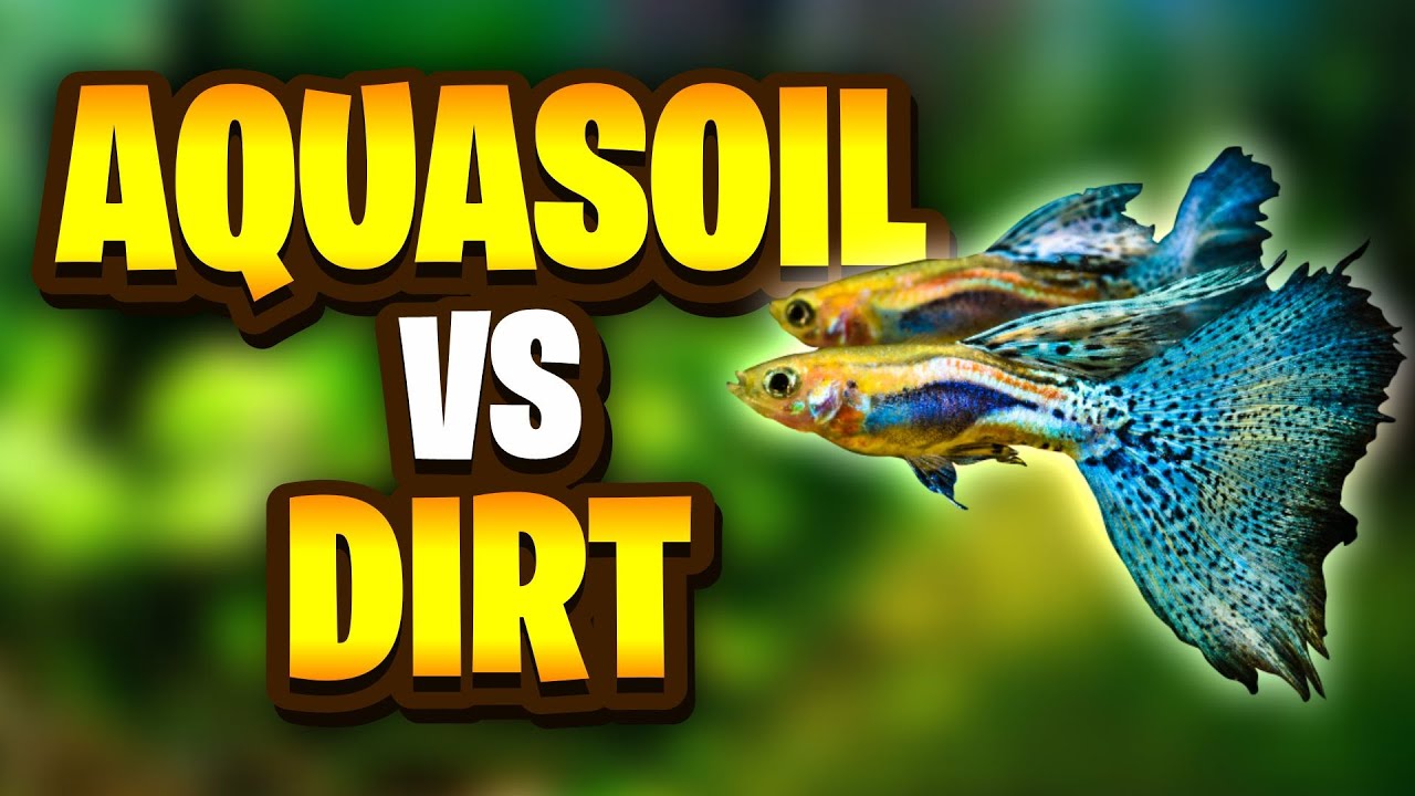 Aquasoil Vs Dirt - What's The Best Option For Your Planted Tank?