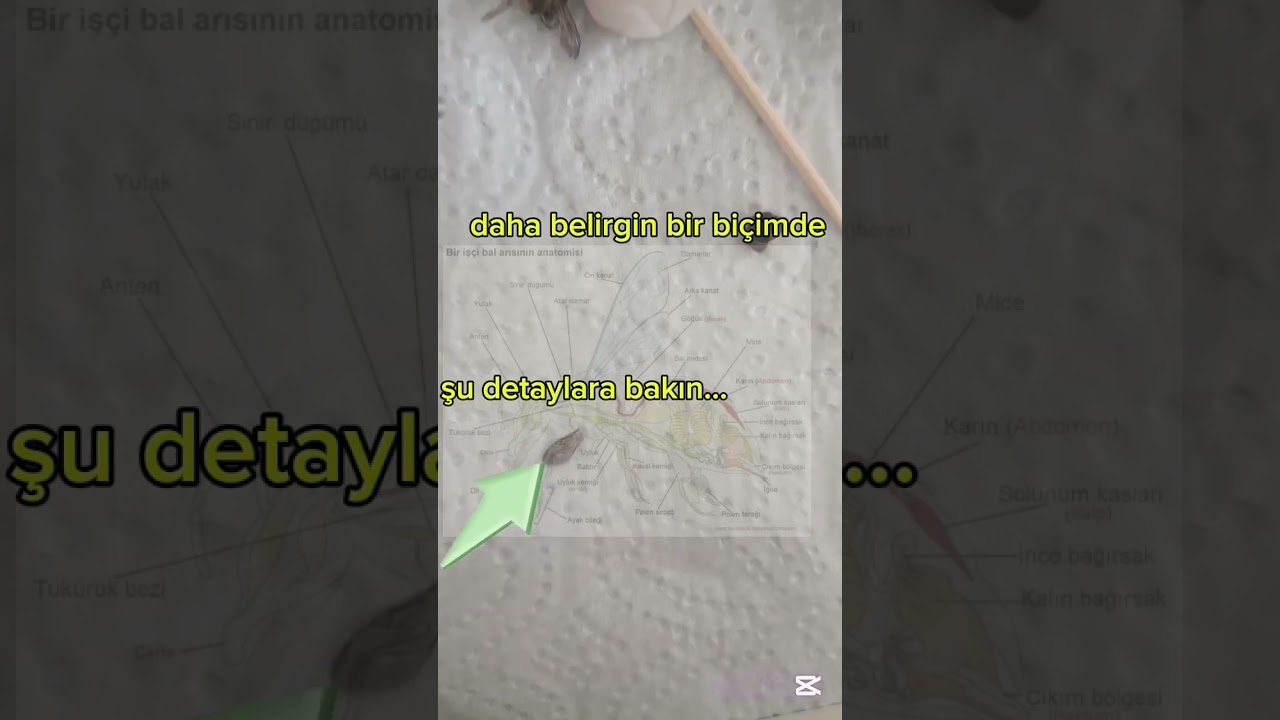 arı anatomisi