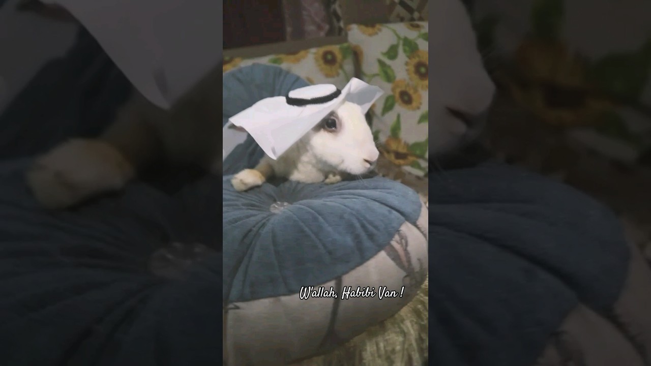 Arab Bunny Boy, Habibi Van!🐰 (MashaAllah) #Eid #EidMubarak #bunny #pets #trending #subscribe #habibi
