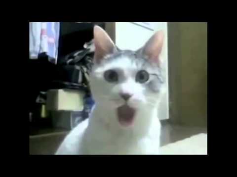 şaşıran kedi videosu