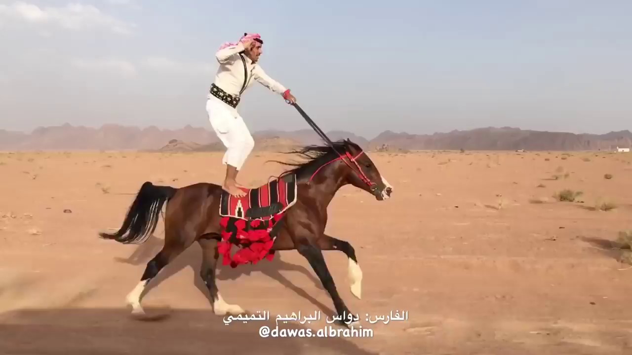 Arap Atı uçağa kafa tutuyor maşallah