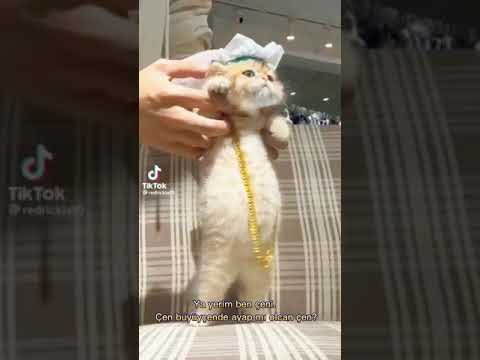 Arap kedi dansı. Lütfen keşfete düş. #keşfet #kedi #tatlıkedi #dance #arapkedi