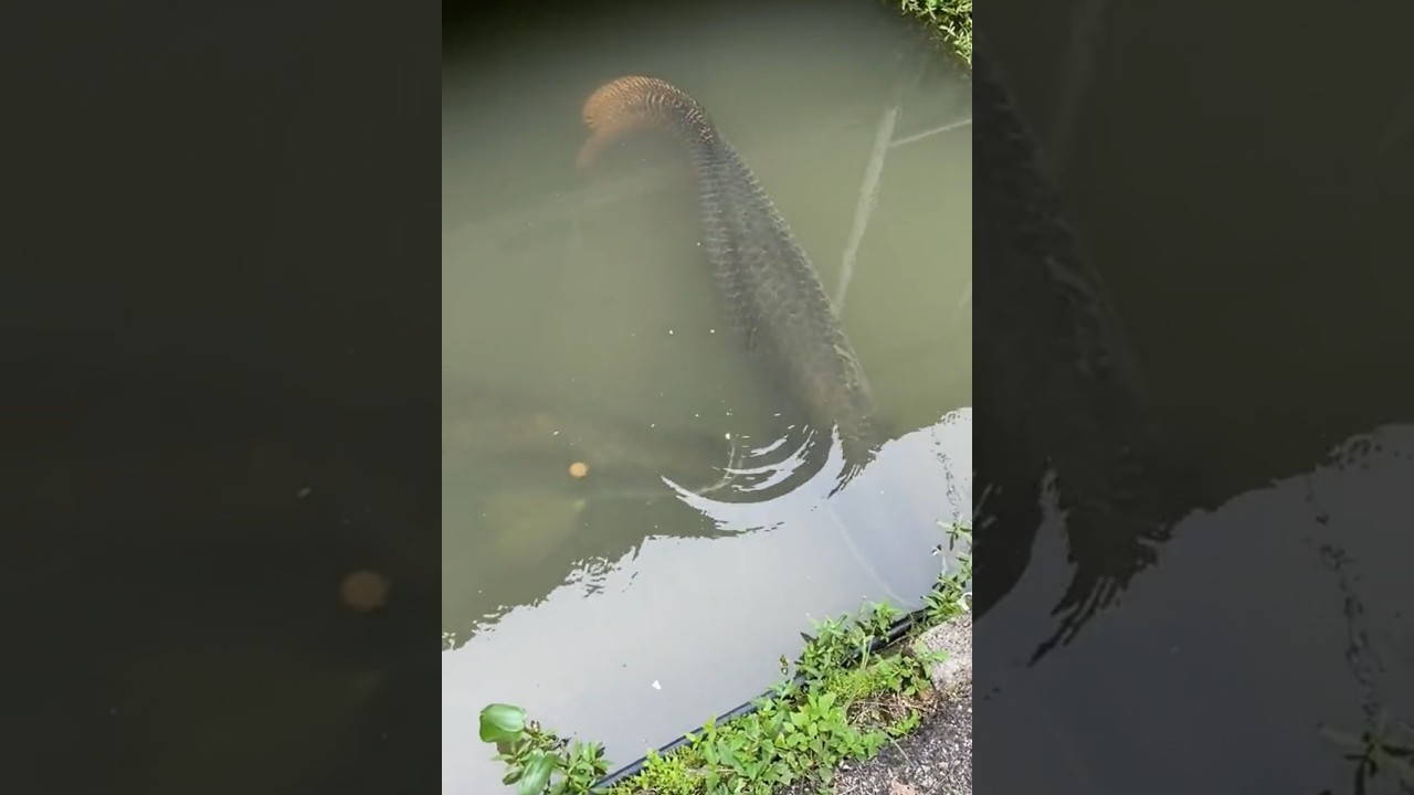 Arapaima gigas😱🥶 #ytshorts #youtubeshorts #monsterfish