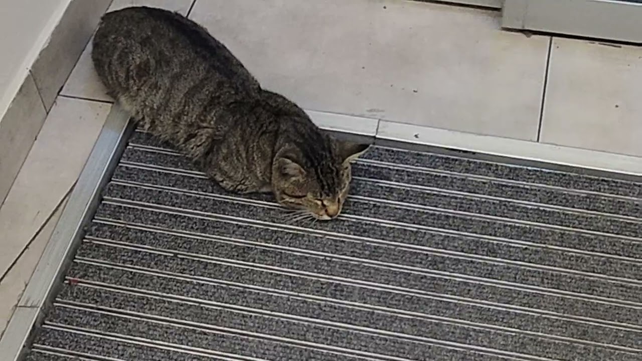 Araz Marketin muhafizeci pisikleri 😼😼😼😁😁😁