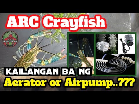 ARC Crayfish Kailangan ba ng Aerator or Airpump..?