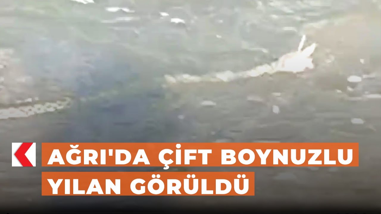 Ağrı'da çift boynuzlu yılan görüldü
