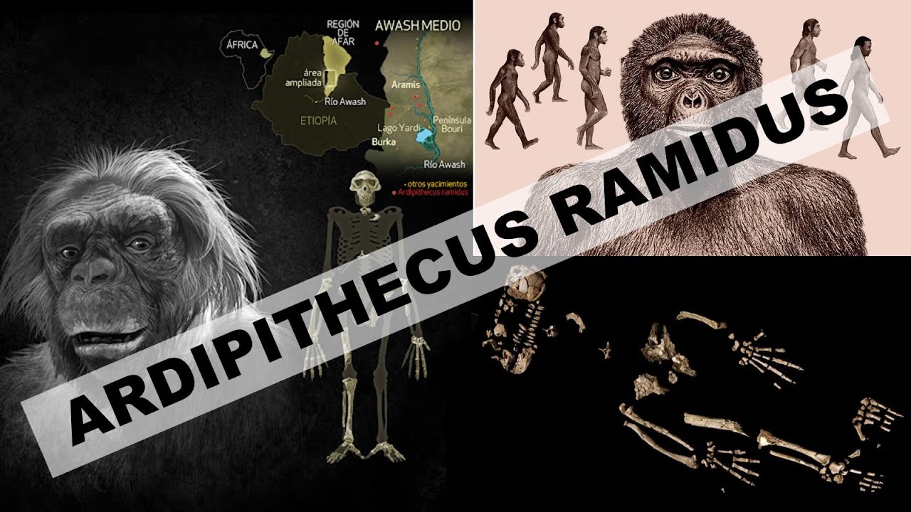 Ardipithecus ramidus