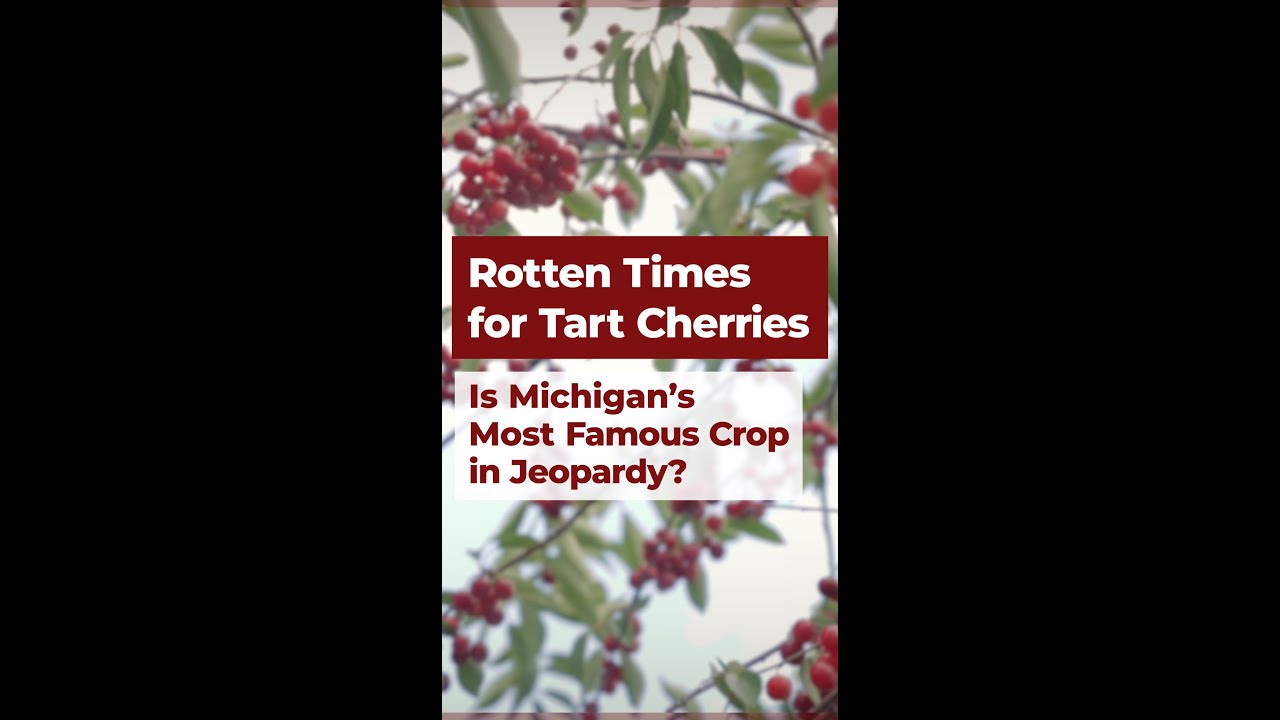 Are Michigan Tart Cherries in Trouble? A trailer for MLive's latest documentary
