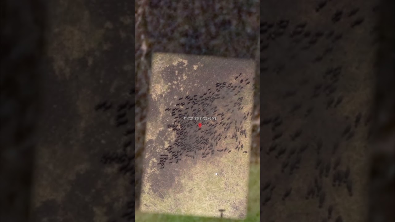 Are they animals? 😱 Google Earth? 🌎 #Shorts
