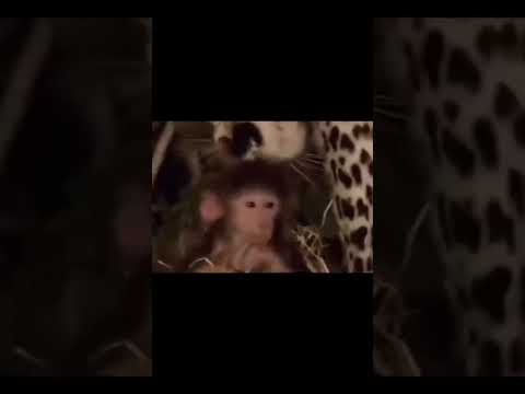 çaresiz maymun #maymun #monkey #sad #sadpost #monkeys #monkeyvideo