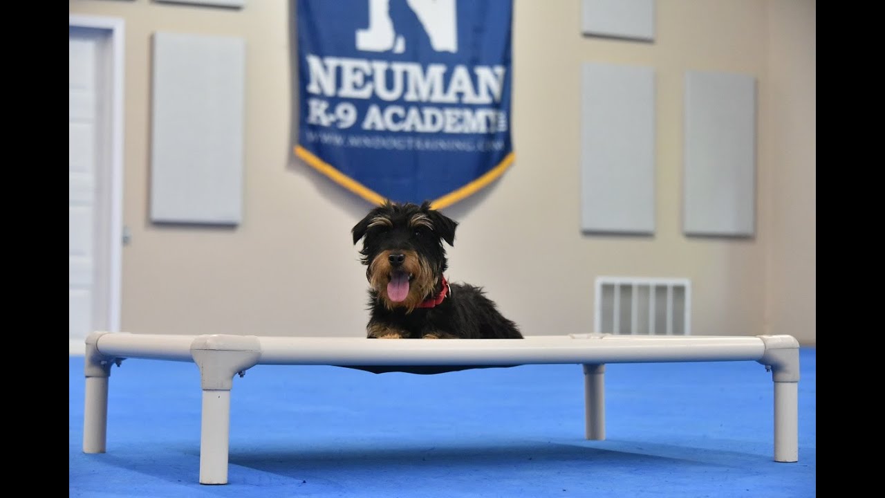 Argo (Jagdterrier) Puppy Camp Dog Training Video Demonstration