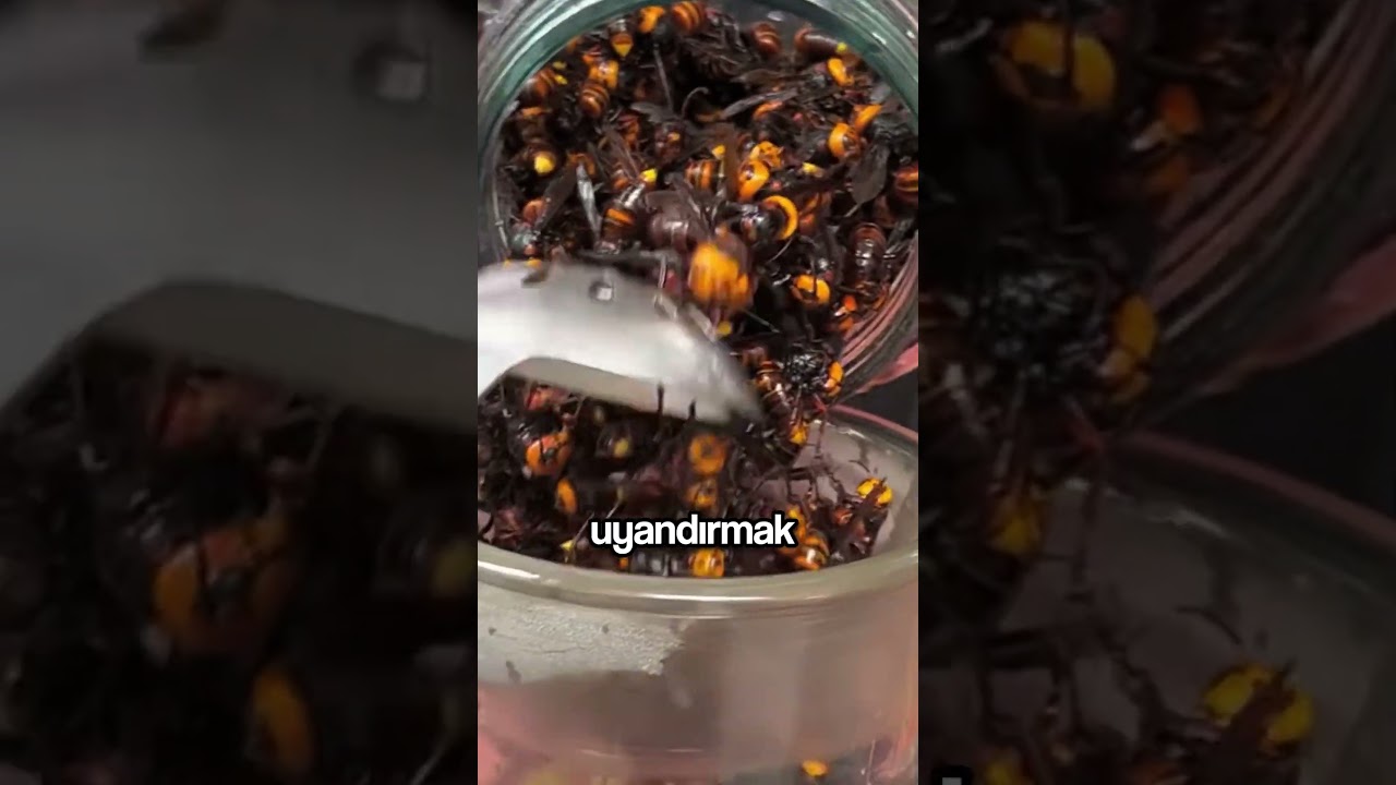 ARILARIN NASIL UYANDIRILDIĞINI BİLİYOR MUSUNUZ ?