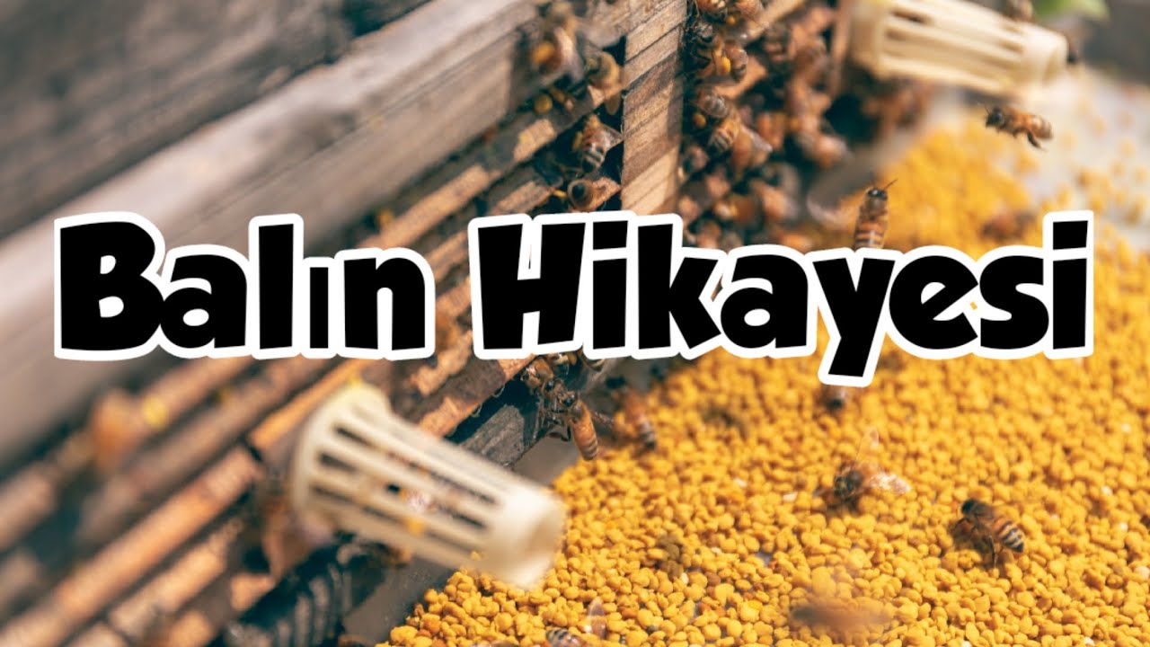 Arılar Nasıl Bal Yapar?