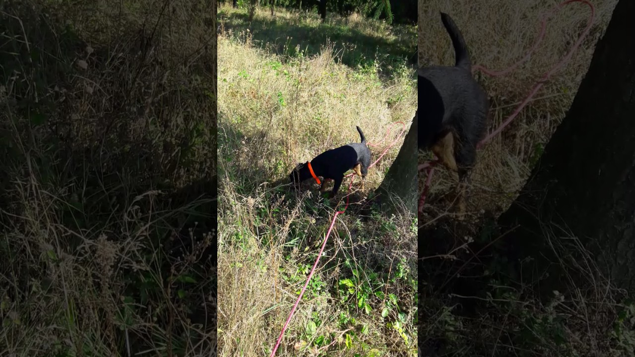 Armin od Vojnovica training on blood trail . Deutscher Jagdterrier !!