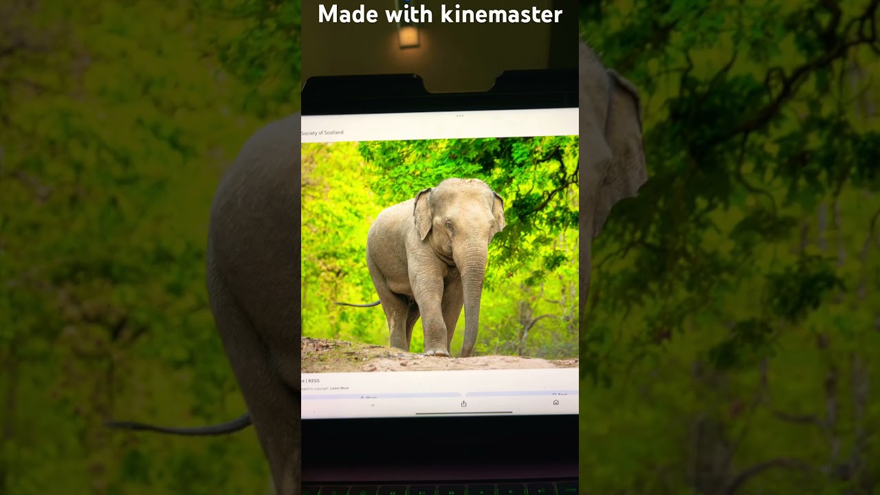 Asian elephant trumpet 3🐘 🔊