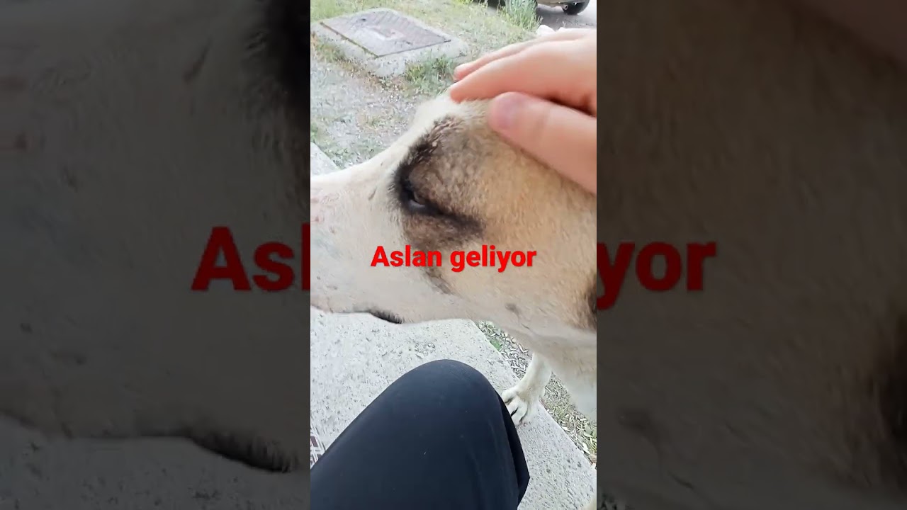 Aslanların mekanında çakalların ne işi var!!!