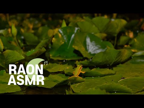 [ASMR] 🐸 Frog Sounds / Sonido de Rana / Som de Sapo / Son de Grenouille / 개구리 소리 🐸