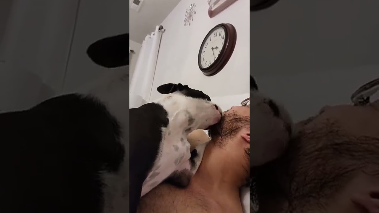 ASMR 9 Minutes Of Dog Licking 😄