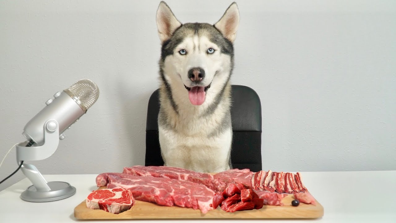 ASMR Husky Reviewing Raw Beef Meat Parts!