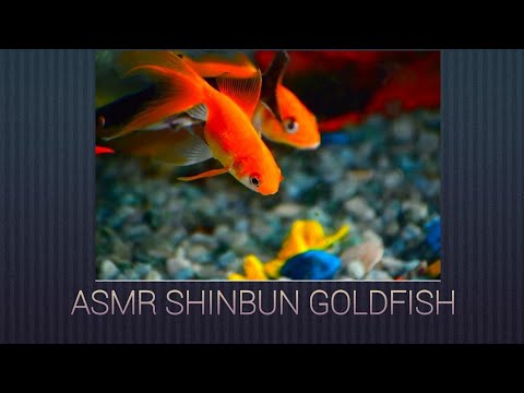 ASMR SHINBUN GOLD FISH AND WATER POURING