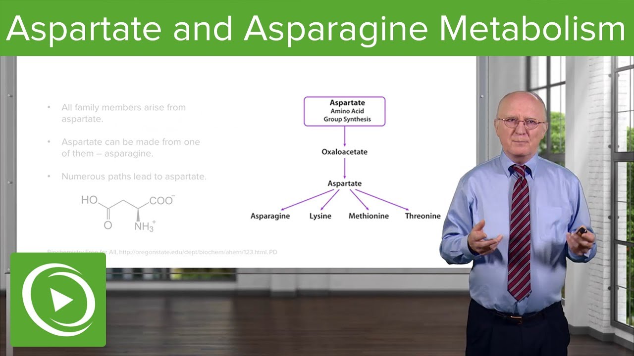 Aspartate Family and Asparagine Metabolism – Biochemistry | Lecturio