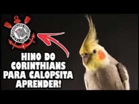 ASSOBIO CALOPSITA - HINO DO CORINTHIANS PARA TREINAMENTO!