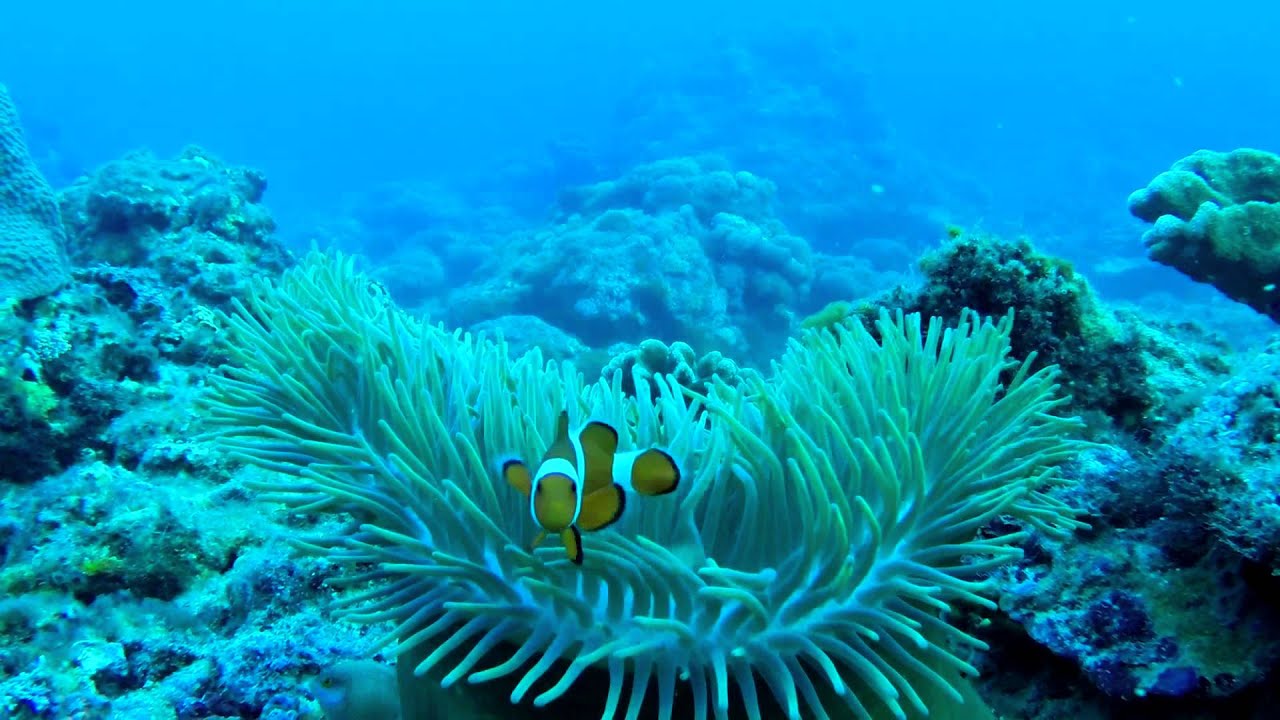 Astak ACTION Pro 3 Camera DIVING Demo
