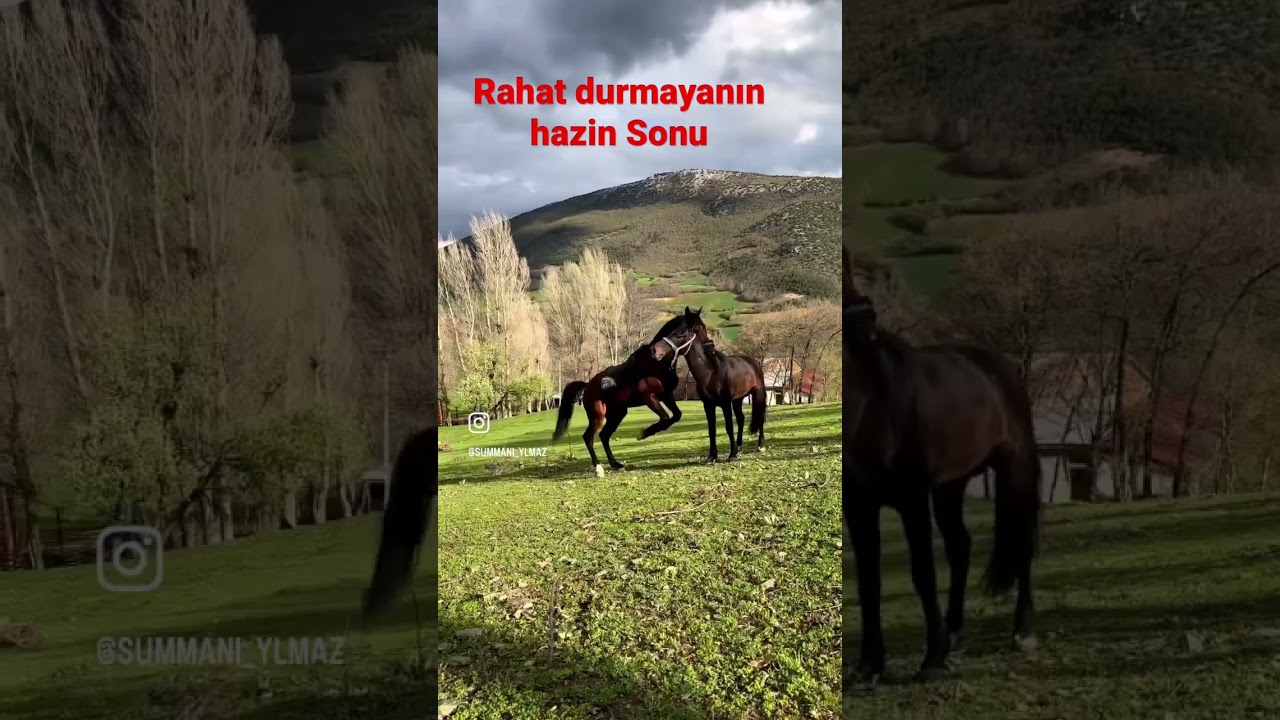 At Hırçın  atlar ansızın boğuşur tehlike arz eder  atsesi #türkiyem #atlar #at #horse #ccc #asker