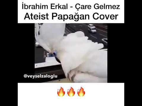 Ateist papağan cover