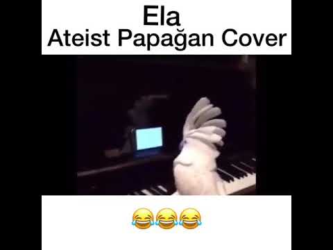 ATEİST PAPAĞAN - ELA (VEYSEL ZALOĞLU)