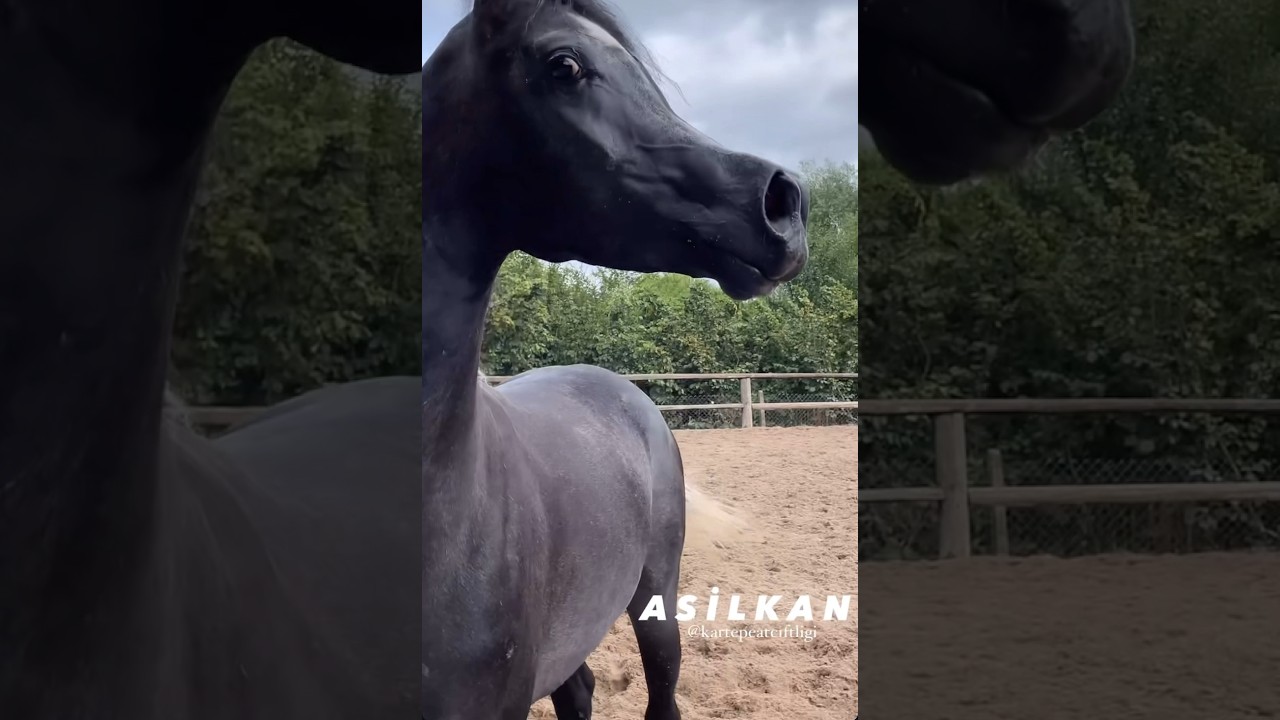 ATIN BURUN SESİ - ŞİŞE BURUN ARAP ATI #binicilik #horse #atlar