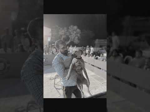 Atom 2xW pit bull terrier pitbull lovers APBT game line