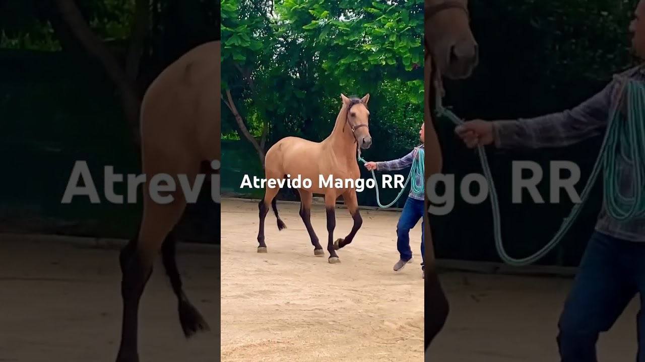 Atrevido Mango RR