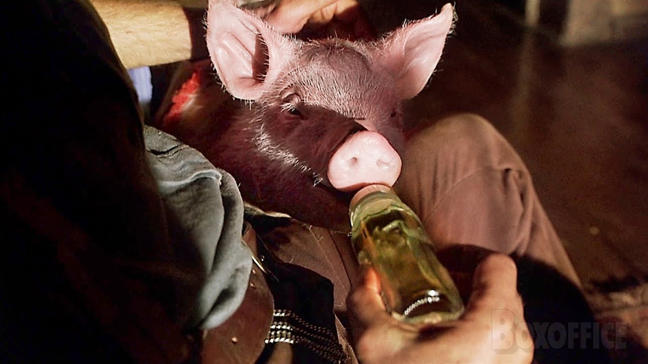 Aux petits soins pour un petit cochon malade | Babe, le cochon devenu berger | Extrait VF