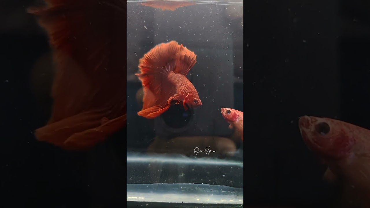 AVAILABLE RED OHM BETTA FISH💫