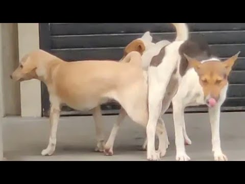 awesome dogs mating// 3 dogs mating profct animal love story/dogs rular videos