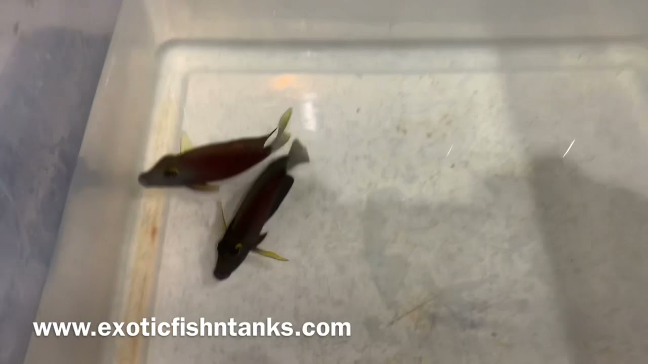 “AWESOME” White Tail Bristletooth Tangs!!!