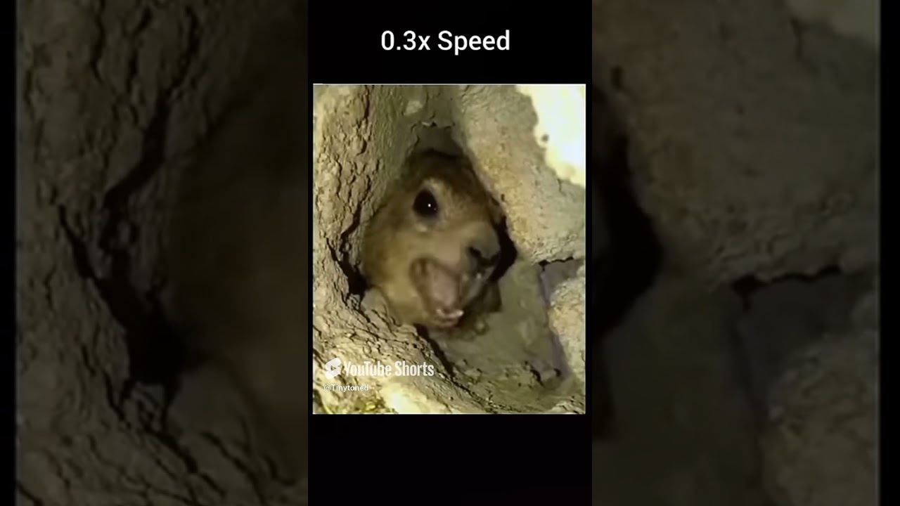 AwWwAh AwwAH ahhHhAha #memes