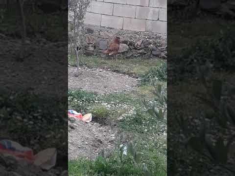 Ayakta yumurta doguran tavuk