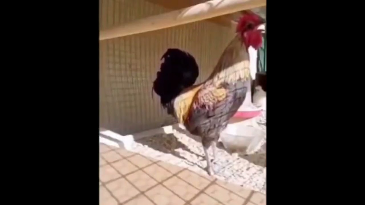 Ayam Berkokok Sampai Pingsan - Lucu Abis