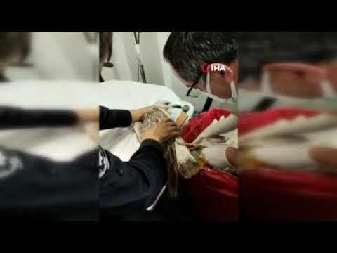 Ayağına maske ipi dolaşan martının imdadına polis ekipleri koştu