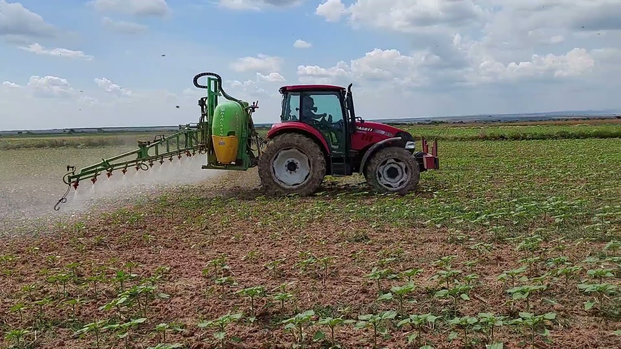 Ayçiçek İlaçlama ve Gübreleme Anlatımı